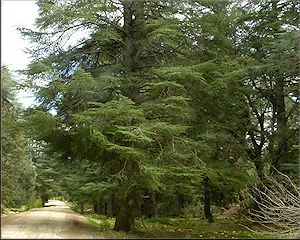 die Zedernwälder